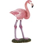 Greater Flamingo