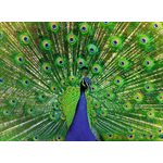 Puzzle Peacock 500 Pcs