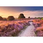Casse-Tete Voie Rose 1000 Mcx