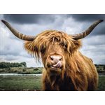 Casse-Tete Moments: Bovins Des Highlands 30